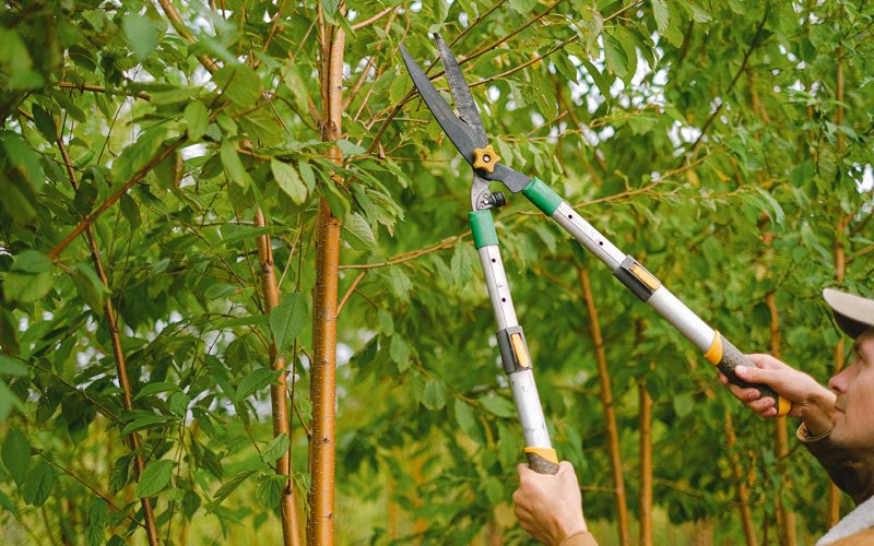 Tree trimming in Pirtleville, AZ